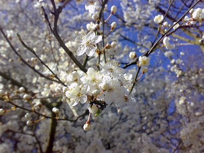 Blossom on the trees