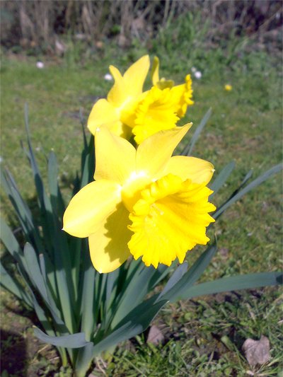 Daffodils by the roadside