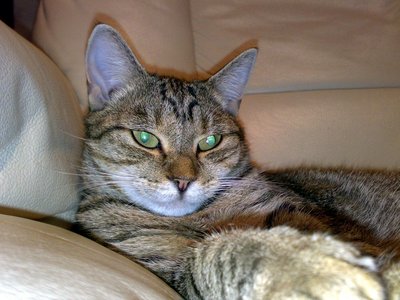 You will pay for this, human. Tomorrow. If I can be bothered to get up.
