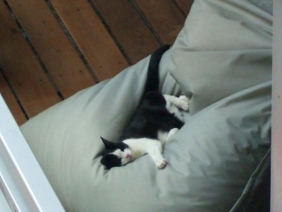 Beanbag cat