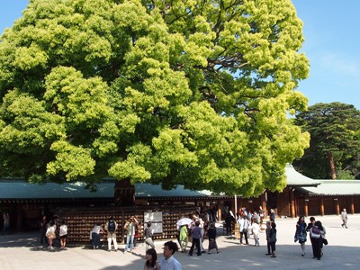 Ema around a tree